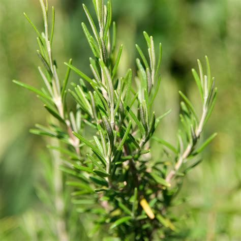 Rosmary – Rosmarinus Officinalis – NATYRAL & ATC