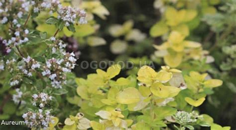 Душица обыкновенная: полезные и декоративные свойства