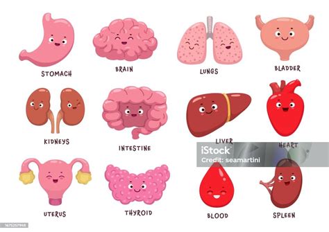 karakter organ tubuh manusia kartun anatomi lucu ilustrasi stok