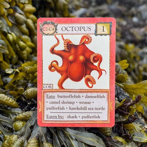 Ecologies: Hidden Habitats Gameplay Inspired by Nature Sequel and