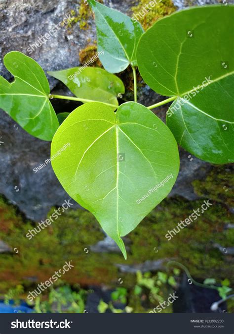 Thespesia Populnea Commonly Known Portia Tree Stock Photo 1833992200 ...