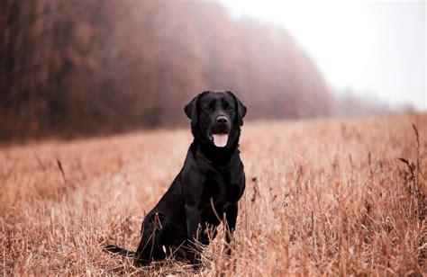 Top Des Races De Chiens Adapt Es Aux Jeunes Enfants Depuis Mon Hamac