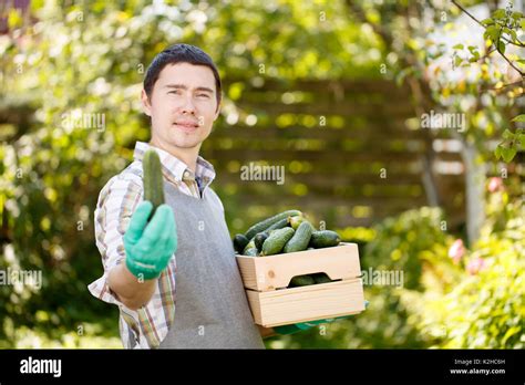 Cucumber Garden Harvest Person Hi Res Stock Photography And Images Alamy