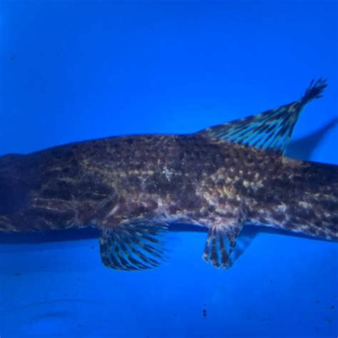 Hoplias Aimara Wolf Fish 4 5” Mori Aquatics