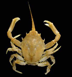 Decapod Crustacean Britannica