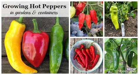 Growing hot peppers in garden beds and containers