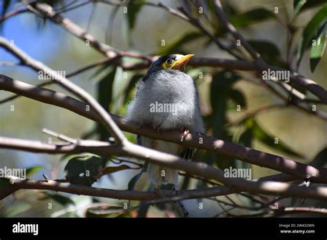 Myna Bird Hi Res Stock Photography And Images Alamy