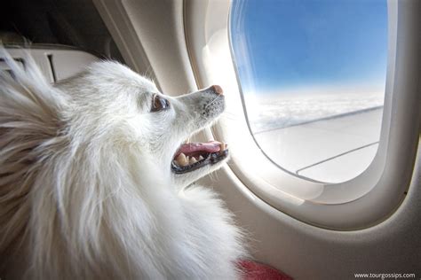 how much does it cost to fly a dog southwest