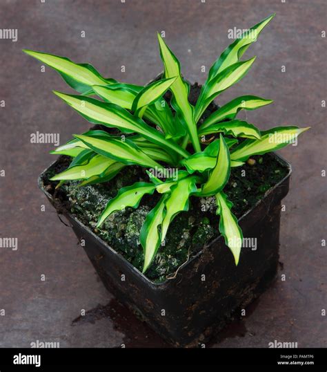 Teeny Weeny Bikini Hosta Hi Res Stock Photography And Images Alamy