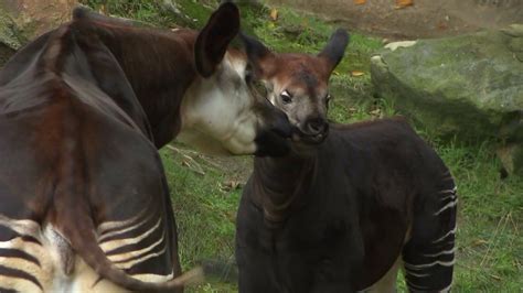 La Zoo Debuts Its First Newborn Okapi Calf Ktla