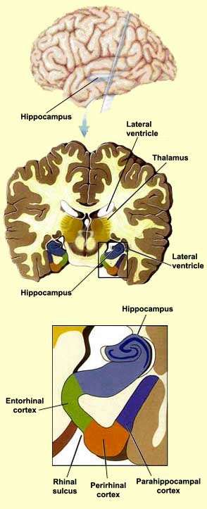 Rhinal Cortex Wikiwand