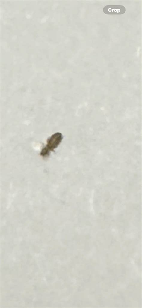 Tiny black bug- Central Florida : r/whatsthisbug