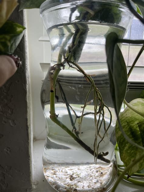 Propagated Pothos Root Rot Rplantclinic