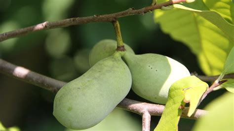 Discover Pawpaw Pennsylvanias Unusual Native Fruit The Arboretum At