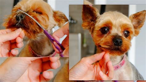 Yorkie Grooming Short Cut Youtube