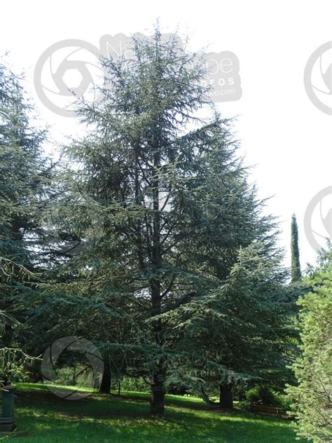 Cedrus Atlantica Cedro Dellatlante Albero Cedrus Atlantica Cedro