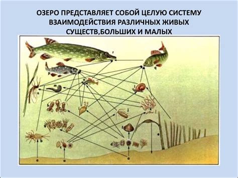 Экосистема озера - online presentation