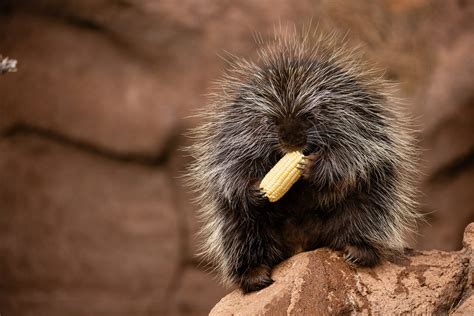 North American Porcupine Bearizona