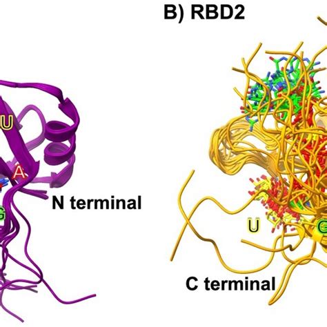 A Superimposition Of The Nmr Structures Of Msi Rbd Pdb Id