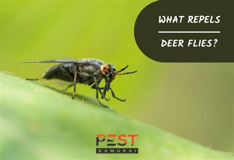 What Repels Deer Flies | 7 Best Deer Fly Repellents - Pest Samurai