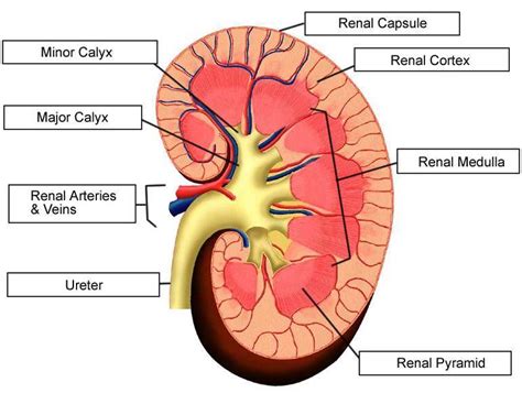 Kidney diagram simple | Healthiack