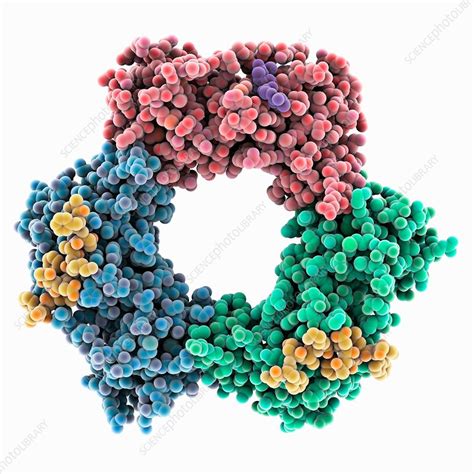 human pcna complex stock image  science photo library