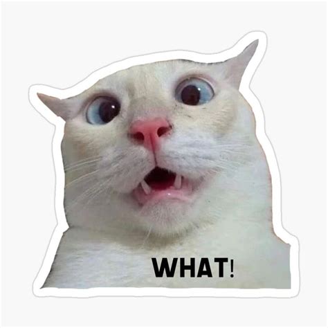 Funny cat meme, what ! Sticker by Elsdesign00 | Cat memes, Funny cats, Coloring stickers