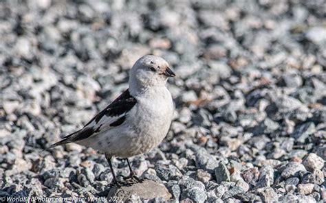 Bunting Snow (Plectrophenax nivalis) male summer - Arctic, Norway