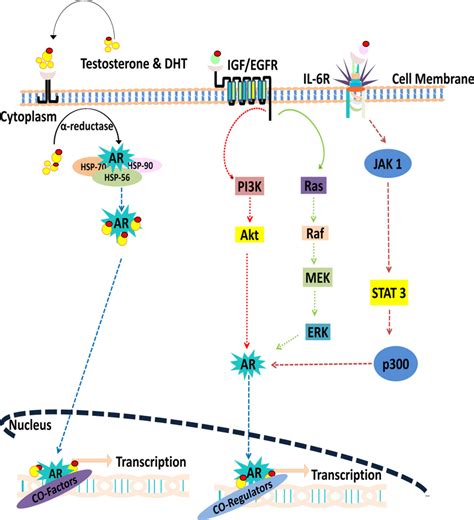 A Description Of Both Ligand Dependent And Independent AR Signaling