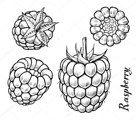 Drawings Raspberry Raspberry Ink Drawing Stock Photo Jaros