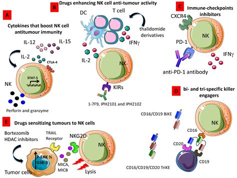 Cancers Free Full Text Natural Killer Cells As Key Players Of Tumor