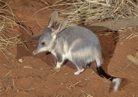 bilby animal facts description habitat britannica