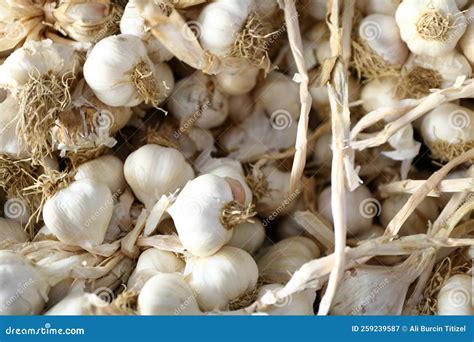 Organig Carlic stock image. Image of food, vegetarian - 259239587