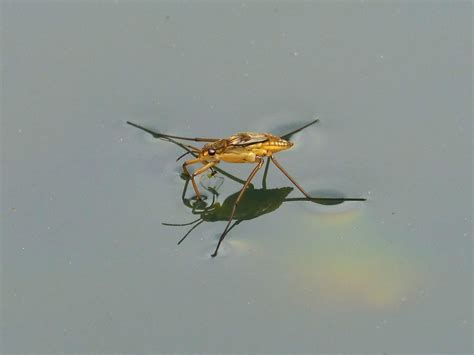 Free Images Wing Pond Fauna Invertebrate Close Up Spider Macro