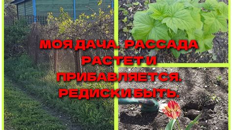 ЛЮБИМАЯ ДАЧА🏠 ️ПРИЕХАЛИ НА РАЗВЕДКУ. - YouTube
