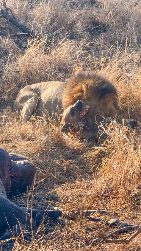 Lion Destroys Hyenas Distracted by Eating a Hippo