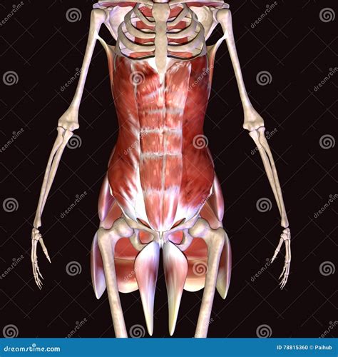 Buttock Muscles Anatomy Royalty-Free Stock Photo | CartoonDealer.com ...
