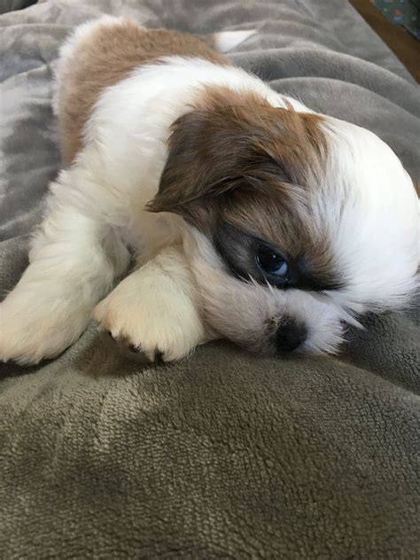 The teacup shih tzu community breeders owners and clubs – Artofit