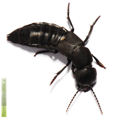 Le Staphylin Mal Odorant Ocypus Olens