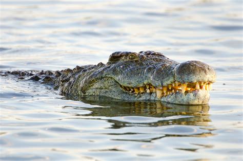 Il Coccodrillo Del Nilo Crocodylus Niloticus