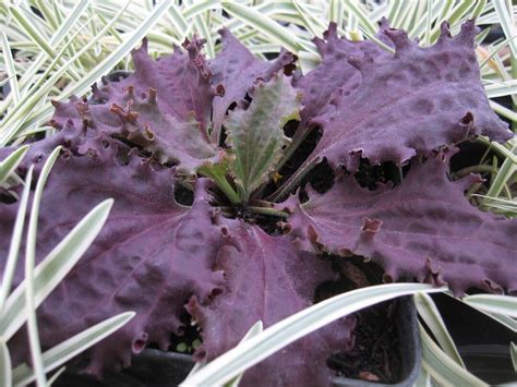 Plantain Purple Perversion Plantago Major Purple Perversion Seeds