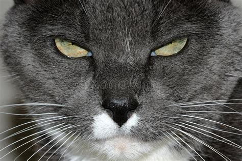 Annoyed Cat stock image. Image of facial, hair, whiskers - 7825447