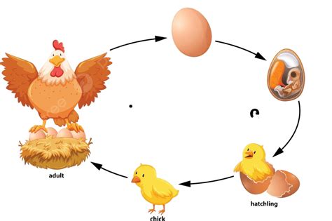 Chicken Life Cycle Diagram Diagram Bird Embryo Vector Diagram Bird