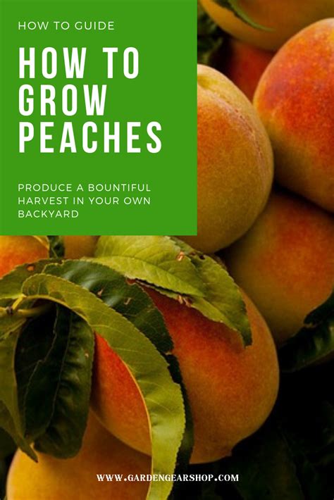 How To Grow Peaches Peach Trees Peach Tree Care Growing Fruit