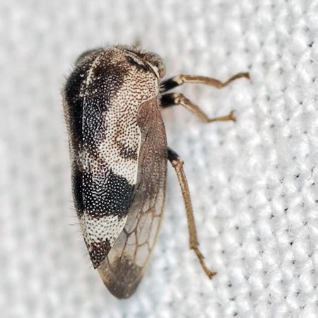 Treehopper Ophiderma Bugguide Net