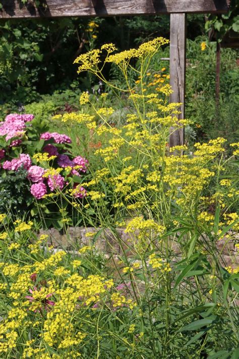 Goldbaldrian - Patrinia scabiosifolia | Pflanzkompass