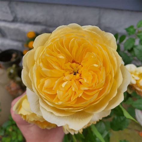 These Late Blooms! : r/Roses