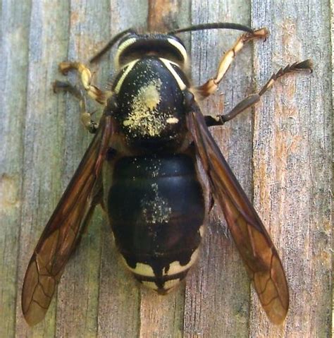 Bald Faced Hornet Queen Dolichovespula Maculata Bugguidenet