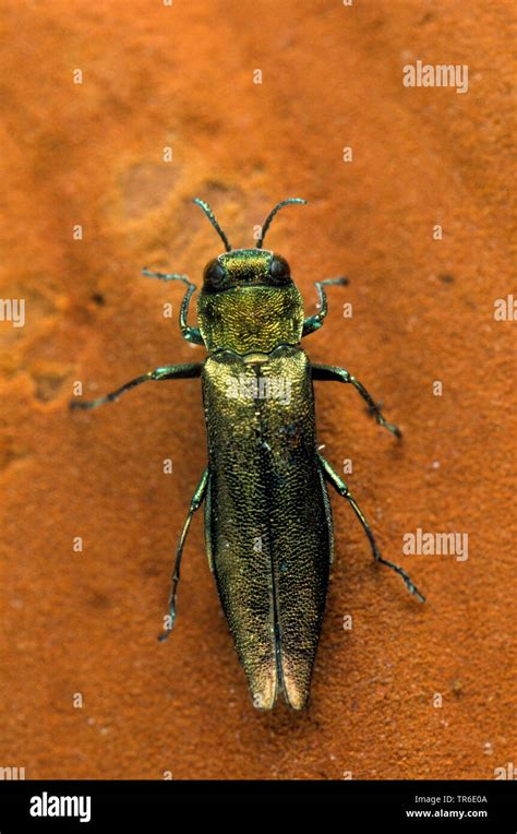 Beech Borer Flat Headed Wood Borer Agrilus Viridis Sitting On A