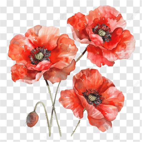 Watercolor Drawing Of Red Poppy Flowers Isolated Oon Transparent